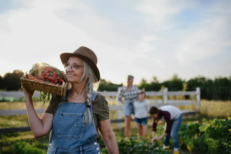 Senior female farmer carrying basket with homegrown vegetables outdoors at community farm.