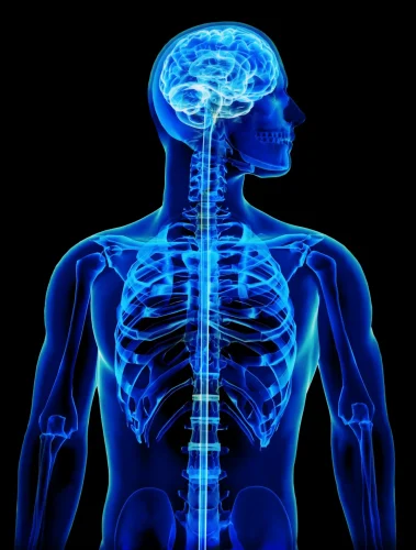 X-ray with brain and spinal cord concept